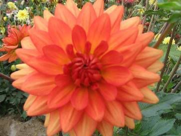 Photo Sharing and Video Hosting at Photobucket